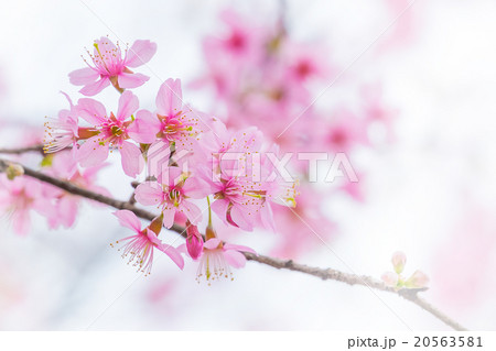 Sakura Flower 20563581