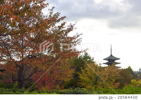 八坂の塔（五重塔） 20564430