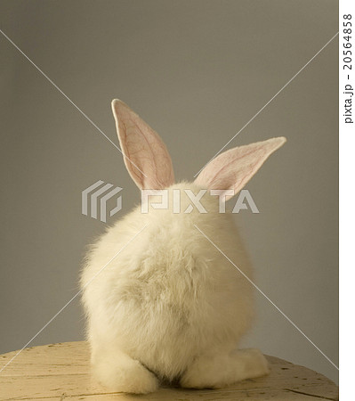 mad rabbit 20564858