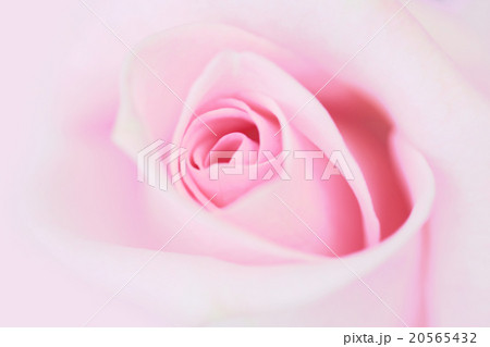 Blurred pale pink rose background. 20565432