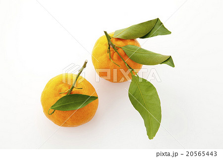 葉つきのポンカン二つ俯瞰 20565443