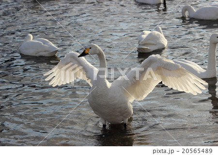 羽根を広げる白鳥の写真素材 5654