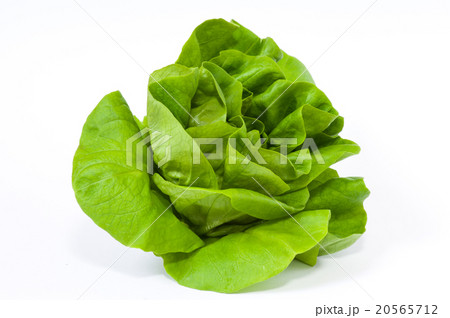 サラダ菜 20565712