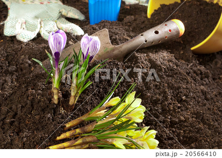 planting of violet crocus 20566410