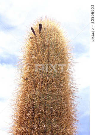 南米チリ北部のアンデス山麓アタカマ高地に生えるサボテンに咲いた花 20566953