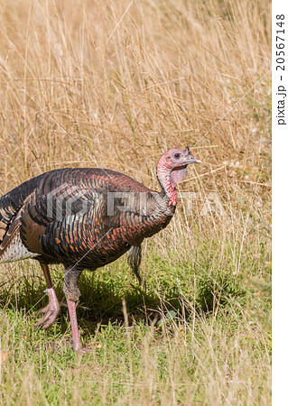 Wild Turkey Gobbler 20567148