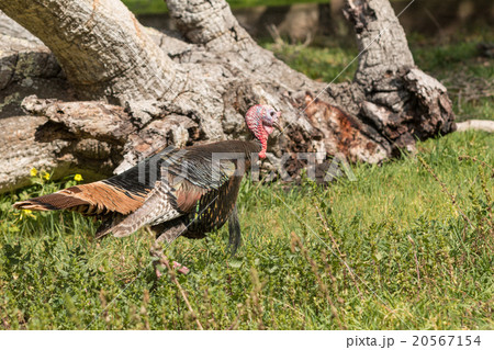 Wild Turkey Gobbler Wild Turkey Gobbler 20567154