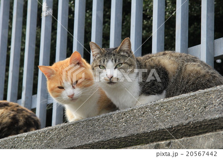 公園のフェンスの前で仲良く並んでカメラ目線のミックス猫二匹 公園のフェンスの前で仲良く並んでカメラ目線のミックス猫二匹 20567442
