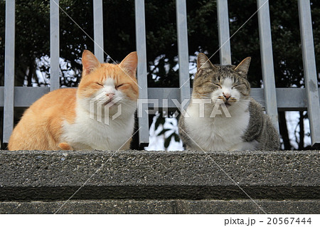 公園のフェンスの外に仲良く並んで転寝するきょうだい猫二匹 20567444