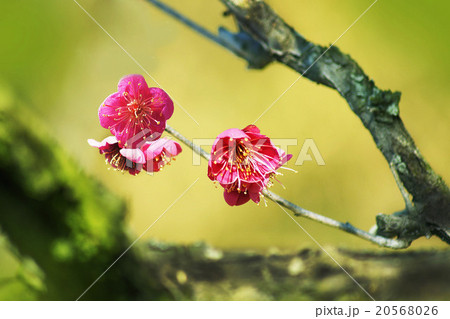 花 花 20568026