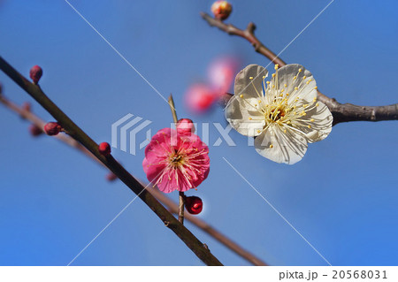 花 花 20568031