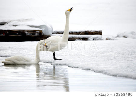 冬の屈斜路湖砂湯の白鳥 20568490