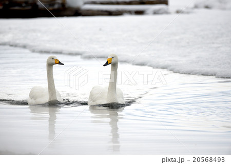 冬の屈斜路湖砂湯の白鳥 20568493