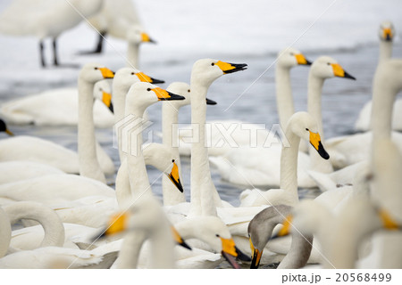 冬の屈斜路湖砂湯の白鳥 20568499