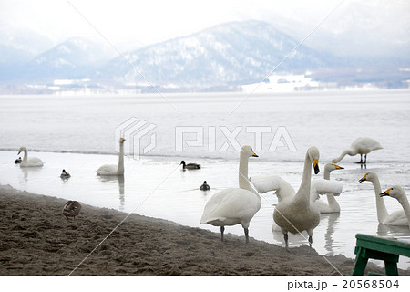 冬の屈斜路湖砂湯の白鳥 20568504