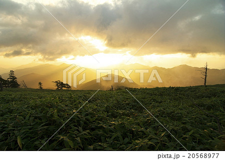 一の森の朝 20568977