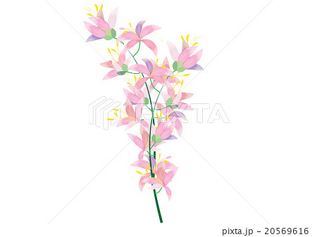 abstract azalea flowers on white background 20569616