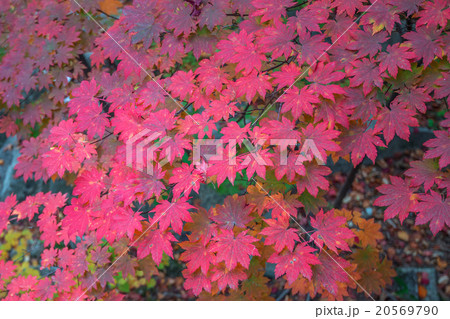 Maple in autumn in korea. Maple in autumn in korea. 20569790