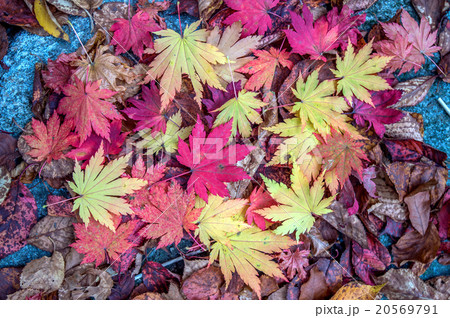 Maple in autumn in korea. Maple in autumn in korea. 20569791