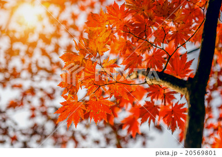Maple leaf in autumn in korea. 20569801
