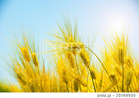 Barley Field Barley Field 20569930