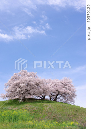 丘の上の桜 丘の上の桜 20570129