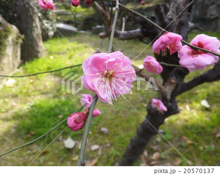 梅 ピンク 冬 屋外 横 開花 梅 ピンク 冬 屋外 横 開花 20570137