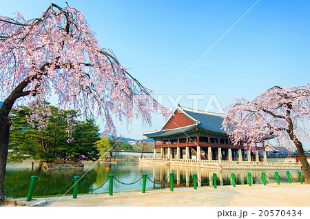 Gyeongbokgung Palace with cherry blossom,Korea. Gyeongbokgung Palace with cherry blossom,Korea. 20570434