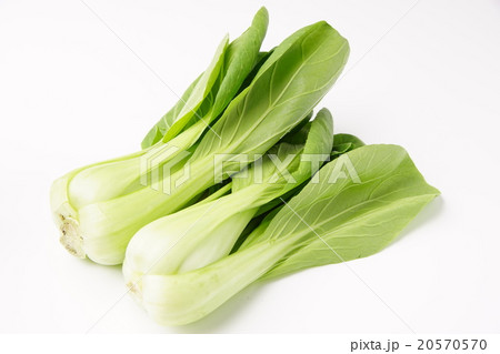 青梗菜 青梗菜 20570570