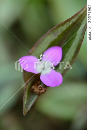 シマムラサキツユクサ 20571904