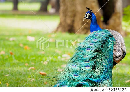 male peacock on ground 20573125