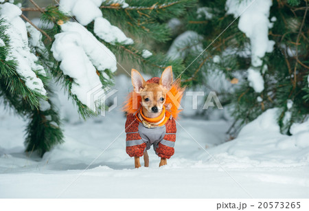 Russian Toy Terrier Russian Toy Terrier 20573265