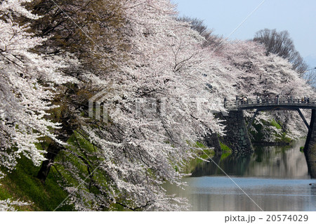 霞城公園の桜 霞城公園の桜 20574029
