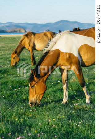 horse in the nature reserve of Lake Baikal horse in the nature reserve of Lake Baikal 20574311