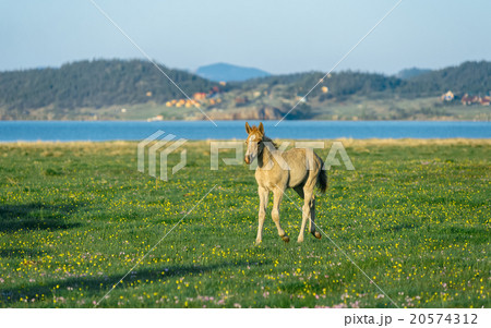 foal in the nature reserve of Lake Baikal foal in the nature reserve of Lake Baikal 20574312
