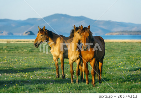 three horses. horse in the nature three horses. horse in the nature 20574313