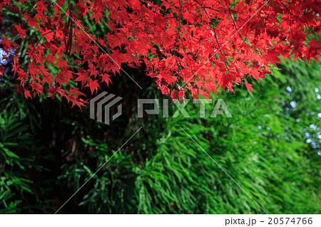 紅葉 -京都 大原野神社- 紅葉 -京都 大原野神社- 20574766