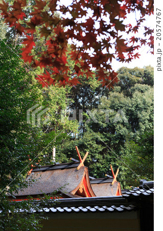 紅葉 -京都 大原野神社- 紅葉 -京都 大原野神社- 20574767