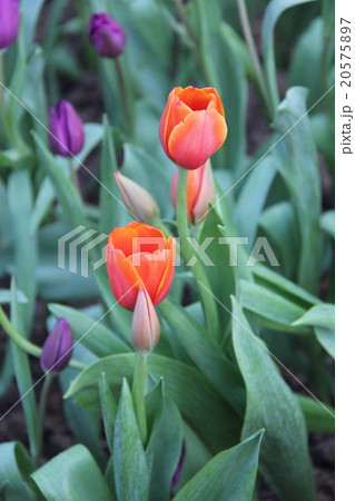 Beautiful tulips 20575897