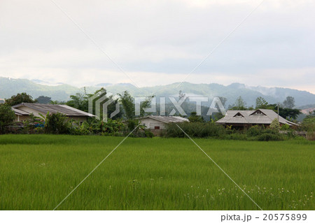 In rice fields 20575899