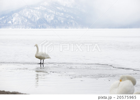 冬の屈斜路湖砂湯の白鳥 冬の屈斜路湖砂湯の白鳥 20575965