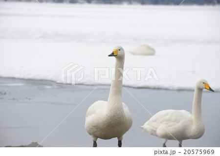 冬の屈斜路湖砂湯の白鳥 20575969