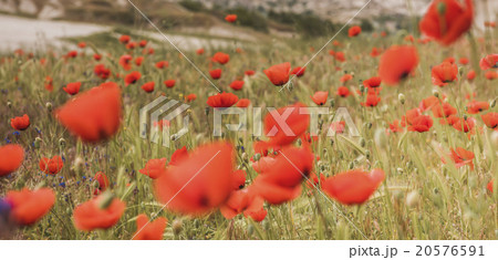 red poppy field scene 20576591