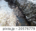 冬の川辺 20576779