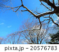 雪と木々 20576783