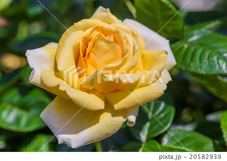 薔薇の花 薔薇の花 20582939