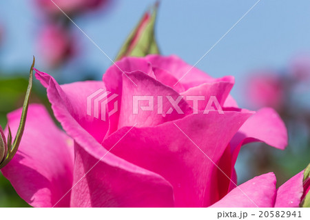 薔薇の花 薔薇の花 20582941