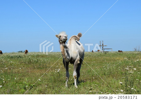 Camel on a pasture Camel on a pasture 20583171