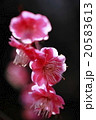紅梅 20583613