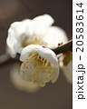 梅 20583614